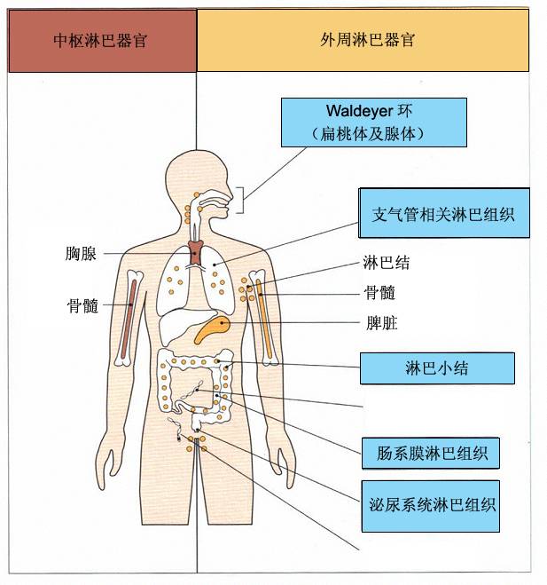 人体免疫系统组成图